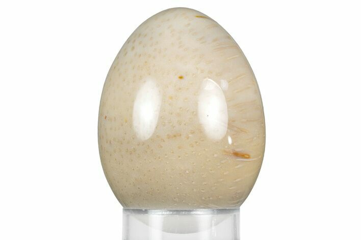 Petrified Palmwood (Palmoxylon) Egg - Louisiana #356476